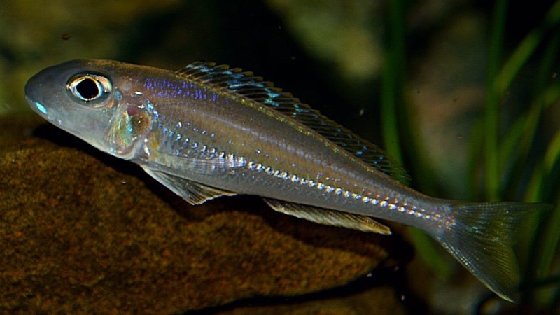Xenotilapia bathyphilus 'Zambia'